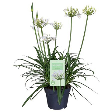 Agapanthus Summer Love White