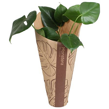Monstera Deliciosa In Kraft