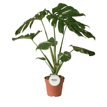 Monstera Thai Constellation B-grade