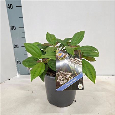 Viburnum Davidii
