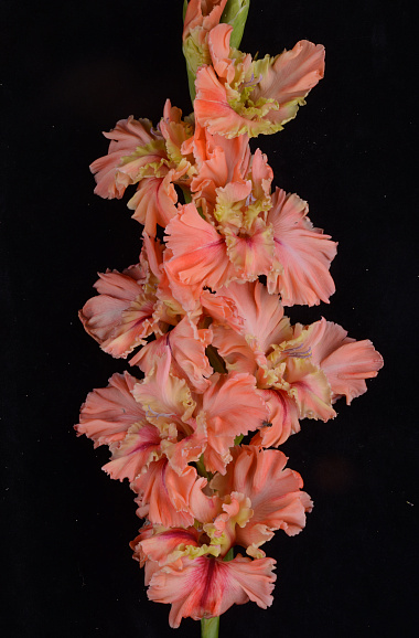 Гладиолус крупноцветковый Пируэт