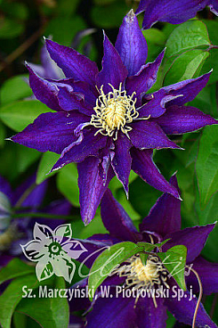 Клематис гибридный Хакуакан