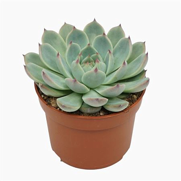 Echeveria Parva Lindsayana