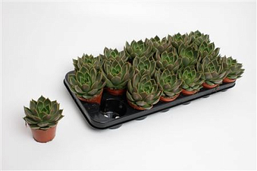 Echeveria Mexico