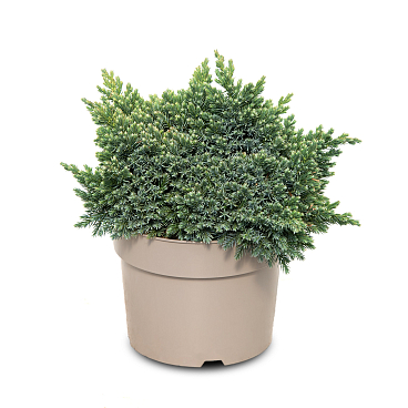 Можжевельник чешуйчатый Блю Стар | Оптовая цветочная компания «Флора Групп» Можжевельник чешуйчатый Блю Стар
