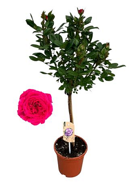Rosa On Stem Lila