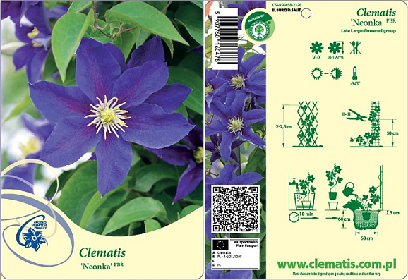 Клематис гибридный Неонка