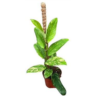 Rhaphidophora Elliptica Aurea