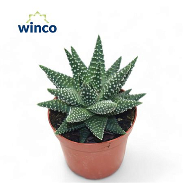 Haworthia Margaritifera.