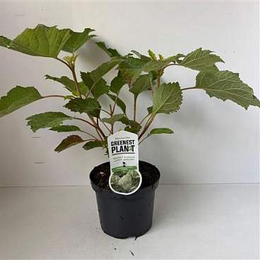 Hydrangea Quercifolia Harmony