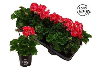 Pelargonium Zon Bicolor Pink (longlife)