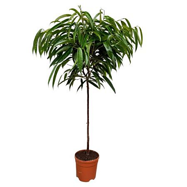 Ficus Bin Alii On Stem