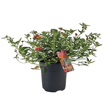 Lantana Camara Passion Fruit