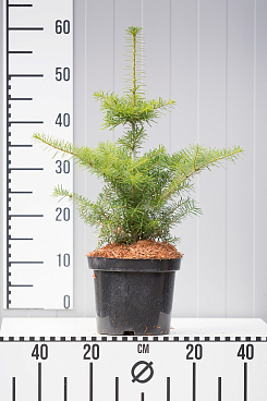 Пихта корейская