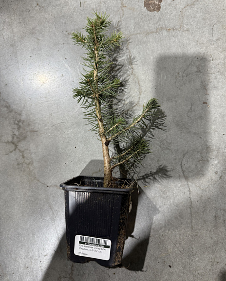 Ель колючая Супер Блю Сидлинг