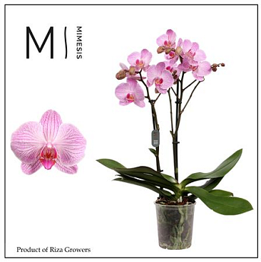 Phal 2st Heroes 22+ (orchid Growers)