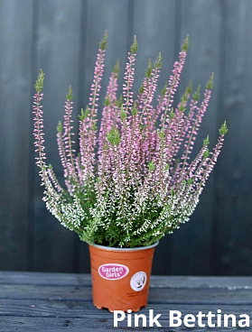 Каллуна обыкновенная Пинк Беттина