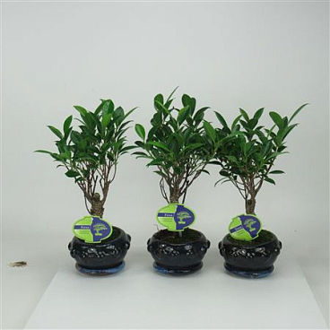 Bonsai Ficus Retusa, 13cm., Broom, With Driptray