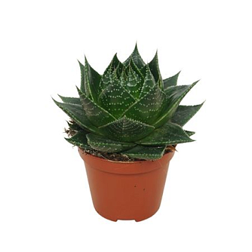 Aloë Cosmo 8,5 Cm Plant