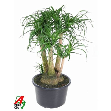 Beaucarnea Branched