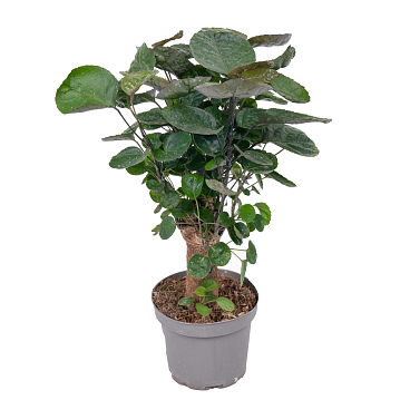 Полисциас Фабиан | Оптовая цветочная компания «Флора Групп» Полисциас Фабиан