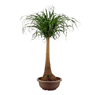 Beaucarnea On Stem In Bowl