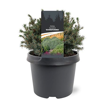 Picea Glauca Echiniformis