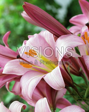 Лилия трубчатая Пинк Планет