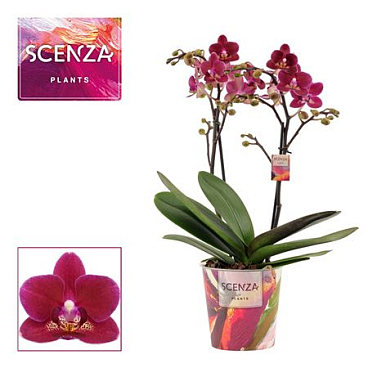 Phal Multi 2st Chamonix (scenza)