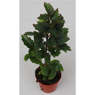 Dizygotheca Elegans Gemini