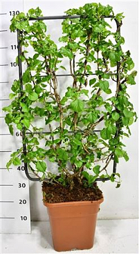 Hydrangea An Petiolaris Screen