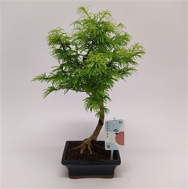 Pseudolarix Outdoor Bonsai
