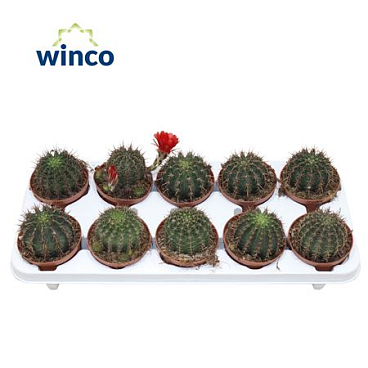 Echinopsis Aurea