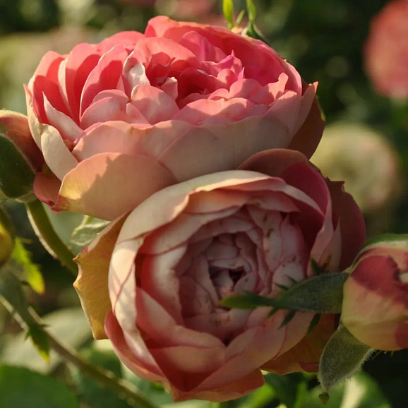 Роза флорибунда Акрополис