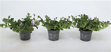 Petunia Lavender Sky