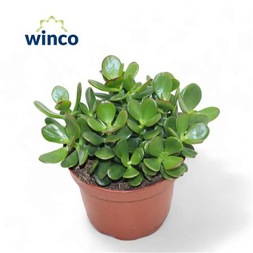 Crassula Minor.