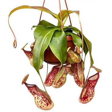 Nepenthes Monkey Jars Gaya