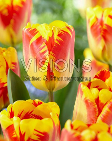 Тюльпан дарвинов гибрид Банья Лука