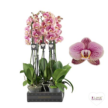 Phal 2st Berger16+ (levo)