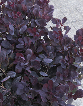 Скумпия кожевенная Лила