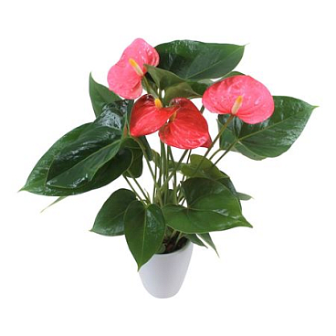 Anth An Arisa Pink 3+ In Ceramic