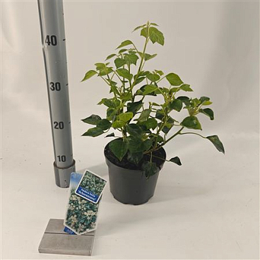 Hedera Helix Arborescens