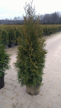 Туя западная Смарагд | Оптовая цветочная компания «Флора Групп» Туя западная Смарагд