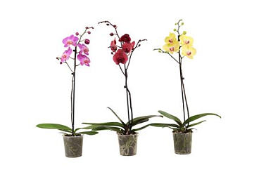 Phal 1st Mix Branched 9+ (vg)
