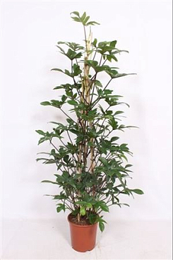 Philodendron Pedatum Piramide
