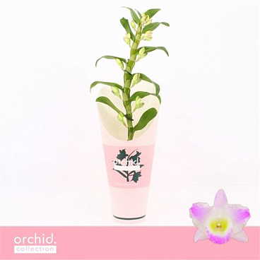 Dendr Nob 1st Pandora Orchid Collect