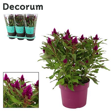 Celosia Deep Purple In Sleeve (decorum)