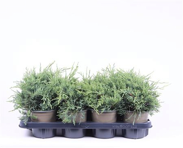 Juniperus X Pfitzeriana Pfitzeriana Glauca
