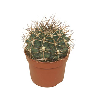 Gymnocalycium Delaetii