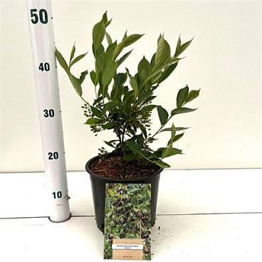 Aronia Mel Hugin